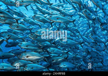 Große Schwärme von Großaugenmakrelen (Caranx sexfasciatus), die im offenen Meer, im Indischen Ozean, Tulamben, Bali, Indonesien schwimmen Stockfoto