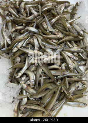 Ausstellung von Fischfang Gefangener ganzer Fisch große Menge von großräumigem Sandschmelz (Atherina boyeri) auf Eis in gekühlter Theke von Fisch Stockfoto