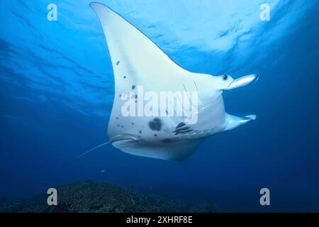 Riesenrochen (Manta) Planktonfresser schwimmen in Küstengewässern des Ozeans in der Nähe der Küste über Korallenriff aus Steinkorallen (Scleractina) Hartkorallen in seichten Gewässern Stockfoto