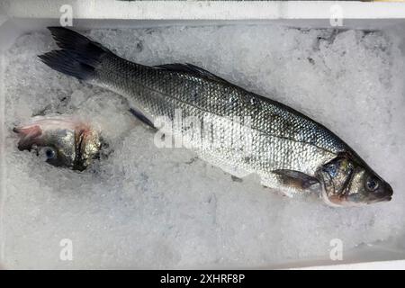 Ausstellung von Fisch Gefangener ganzer Fisch Europäischer Barsch (Dicentrarchus labrax) auch Seebarsch Loup de Mer Branzino Spinola frischer Fisch auf Eis im Kühlschrank Stockfoto