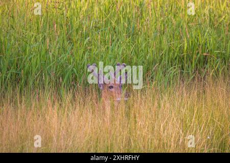 Weißschwanzbock lag an einem warmen Juliabend im Norden von Wisconsin am Ufer eines Feuchtgebiets. Stockfoto