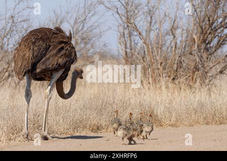 Südafrikanische Strauße (Struthio camelus australis), erwachsenes Weibchen mit einer Gruppe von Küken, die auf dem Feldweg spazieren, nach Nahrung suchen, Kruger Stockfoto