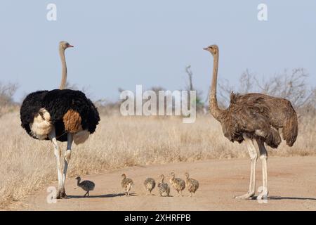 Südafrikanische Strauße (Struthio camelus australis), zwei Erwachsene, männlich und weiblich, auf der Feldstraße, neben einer Gruppe von Küken, Kruge Stockfoto