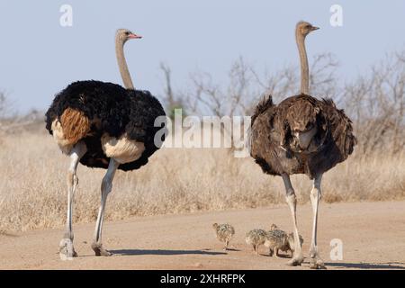 Südafrikanische Strauße (Struthio camelus australis), zwei Erwachsene, männlich und weiblich, die auf dem Feldweg stehen, neben einer Gruppe von Küken, die sie beobachten Stockfoto