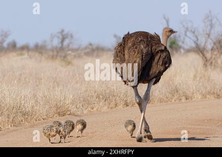 Südafrikanische Strauße (Struthio camelus australis), erwachsenes Weibchen, das auf dem Feldweg läuft, neben einer Gruppe von Küken, die Nahrung suchen, Kruge Stockfoto