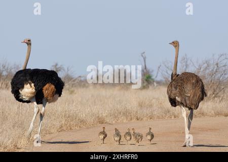 Südafrikanische Strauße (Struthio camelus australis), zwei Erwachsene, männlich und weiblich, die auf dem Feldweg stehen, neben einer Gruppe von Küken, die gehen Stockfoto