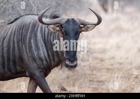 Blaues Gnus (Connochaetes taurinus), Erwachsene gnu Walking, Tierporträt, Kopf-Nahaufnahme, Kruger-Nationalpark, Südafrika, Afrika Stockfoto