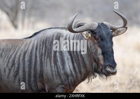 Blaues Gnus (Connochaetes taurinus), Erwachsene gnu Walking, Tierporträt, Kopf-Nahaufnahme, Kruger-Nationalpark, Südafrika, Afrika Stockfoto