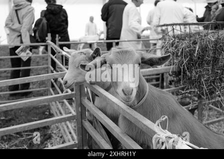 Stithians Show Cornwall Stockfoto