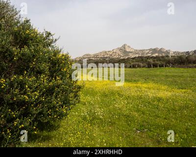 Blumenwiese und bergiger Hintergrund, Granitberge, in der Nähe von Arzachena, Sardinien, Italien Stockfoto