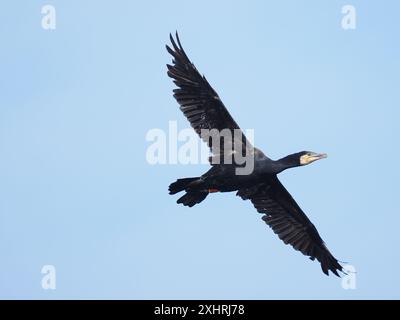 Adulte Kormorane an einem lokalen Reservoir, wo sie begonnen haben, sich in angrenzenden Bäumen zu niederzuschlagen. Stockfoto