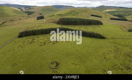 Luftaufnahme eines Schafes in Dodburn, Hawick, Scottish Borders, UK, Greatmoor, Cauldcleugh Head (Mitte) und Skelfhill Pen Hills befinden sich in der Ferne. Stockfoto