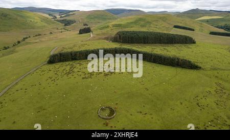 Luftaufnahme eines Schafes in Dodburn, Hawick, Scottish Borders, UK, Greatmoor, Cauldcleugh Head (Mitte) und Skelfhill Pen Hills befinden sich in der Ferne. Stockfoto