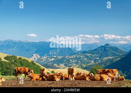 Eine Herde von Kühen mit Glocken in den Bergen und hügeligen Landschaften rund um das Dorf Carpineto della Nora in der Provinz Pescara in den Abruzzen. Stockfoto