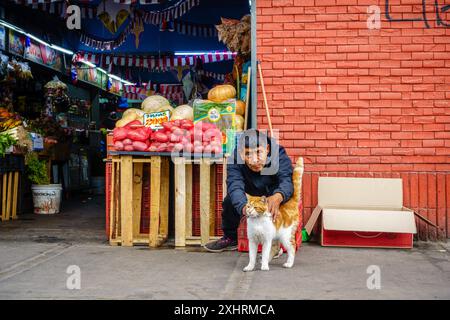 Santiago, Chile, 18. September 2022: Ein Händler, der eine Katze auf La Vega Central besucht, dem größten Obst- und Gemüsemarkt Chiles Stockfoto