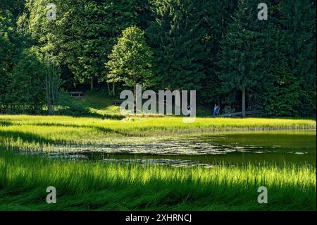 Spitzingsee, Wanderer auf dem Seeweg, Wanderweg rund um den Bergsee mit Teich Schachtelhalm, Wasserschachtelhalm (Equisetum fluviatile), Gemeinde Stockfoto