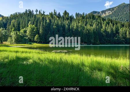 Spitzingsee, Bergsee mit Teich Schachtelhalm, Wasserschachtelhalm (Equisetum fluviatile), Gemeinde Schliersee, hinter dem Berg Brecherspitz Stockfoto