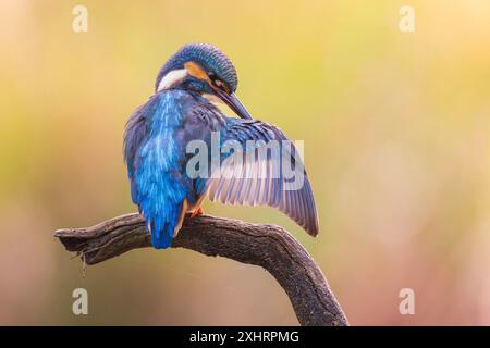 eisvogel (Alcedo atthis) männlich, Jungtier während der gefiederpflege, fliegender Edelstein, Sonnenaufgang, Biosphärenreservat Mittelelbe, Sachsen-Anhalt, Deutschland Stockfoto