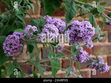 Himalaya-Schmetterlingsstrauch Buddleja Crispa, Scrophulariaceae. Eingeborener nach Afghanistan, Bhutan, Nord-Indien, Nepal, Pakistan, China. Stockfoto