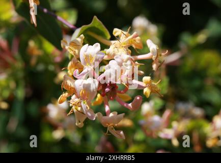 Immergrüne Geißblatt, Lonicera implexa, Caprifoliaceae. UK. Stockfoto