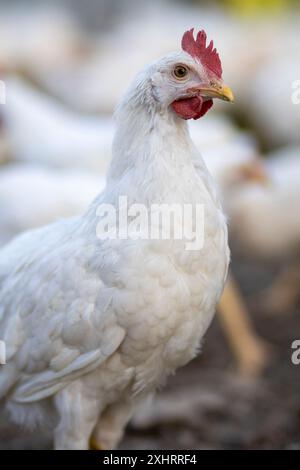 Weiße Hühner in einem Zaun verschwommener Hintergrund. Stockfoto