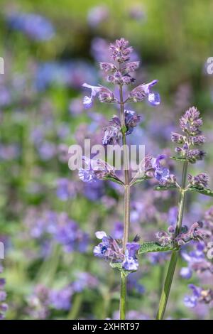 Nahaufnahme von Blüten der kleinen Katzenminze (nepeta nepetella) in Blüte Stockfoto