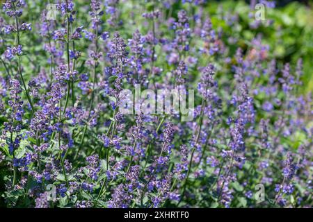 Nahaufnahme von Blüten der kleinen Katzenminze (nepeta nepetella) in Blüte Stockfoto