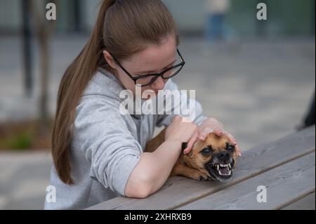 Ein kleiner Hund grinst und zeigt Aggressivität gegenüber seinem Besitzer während eines Spaziergangs. Stockfoto