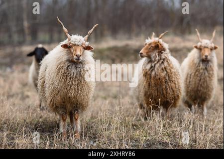 Der ungarische Racka hüpft im Winter auf dem Feld Stockfoto