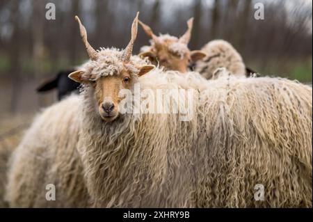 Der ungarische Racka hüpft im Winter auf dem Feld Stockfoto