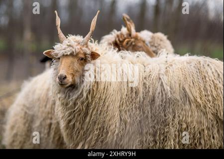 Der ungarische Racka hüpft im Winter auf dem Feld Stockfoto