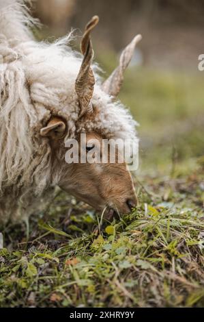 Der ungarische Racka hüpft im Winter auf dem Feld Stockfoto