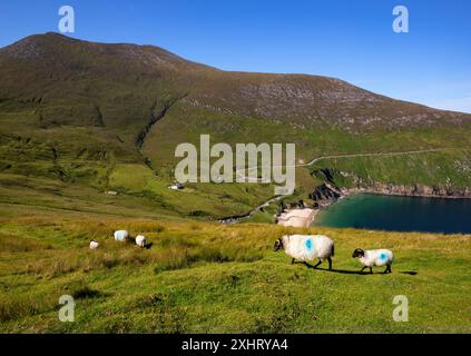 Schafe oberhalb der malerischen und folglich sehr beliebten Keem Bay, die sich unterhalb des Croaghaun Mountain auf Achill Island, County Mayo, Irland, befindet. Stockfoto