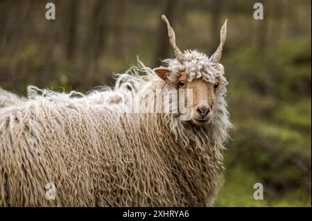 Der ungarische Racka hüpft im Winter auf dem Feld Stockfoto