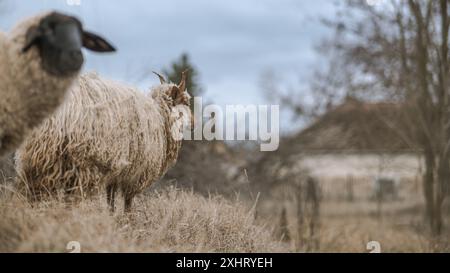 Der ungarische Racka hüpft im Winter auf dem Feld Stockfoto