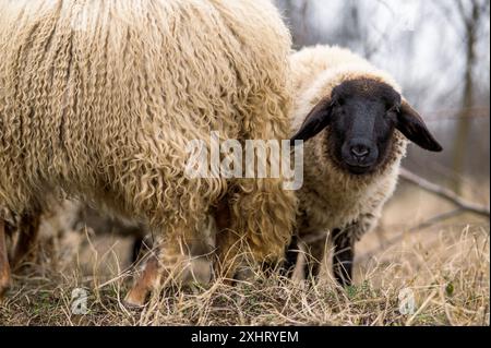 Englische suffolk Schafe grasen im Winter auf dem Feld Stockfoto