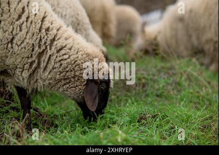 Englische suffolk Schafe grasen im Winter auf dem Feld Stockfoto