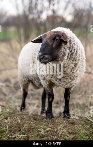 Englische suffolk Schafe grasen im Winter auf dem Feld Stockfoto