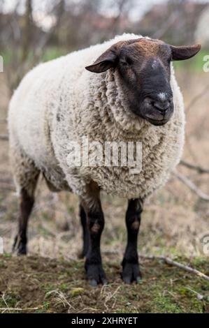 Englische suffolk Schafe grasen im Winter auf dem Feld Stockfoto