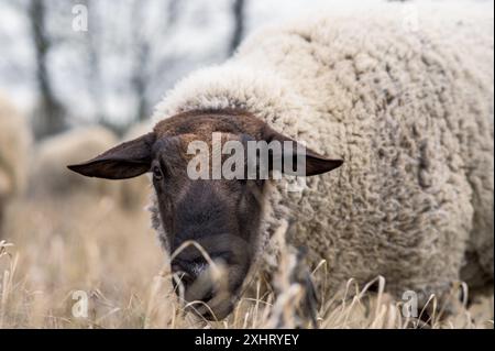 Englische suffolk Schafe grasen im Winter auf dem Feld Stockfoto