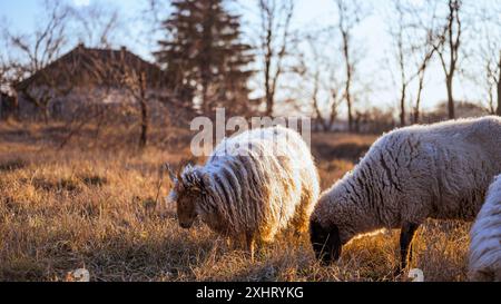 Ungarische Racka- und englische Suffolk-Schafe, die während des Sonnenuntergangs auf einem Feld und in einem Wald weiden Stockfoto