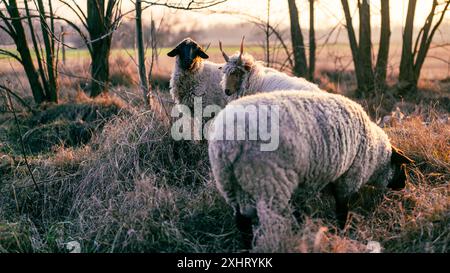 Ungarische Racka- und englische Suffolk-Schafe, die während des Sonnenuntergangs auf einem Feld und in einem Wald weiden Stockfoto