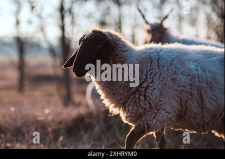 Englisch Suffolk Schafe weiden auf einem Feld und in einem Wald während Sonnenuntergang Stockfoto