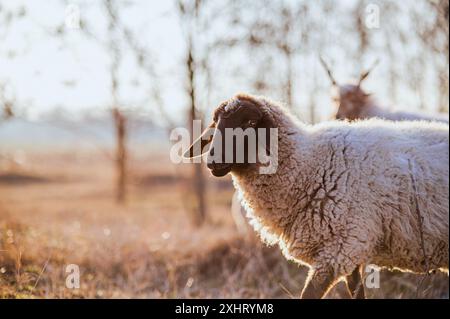 Englisch Suffolk Schafe weiden auf einem Feld und in einem Wald während Sonnenuntergang Stockfoto