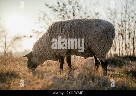 Englisch Suffolk Schafe weiden auf einem Feld und in einem Wald während Sonnenuntergang Stockfoto