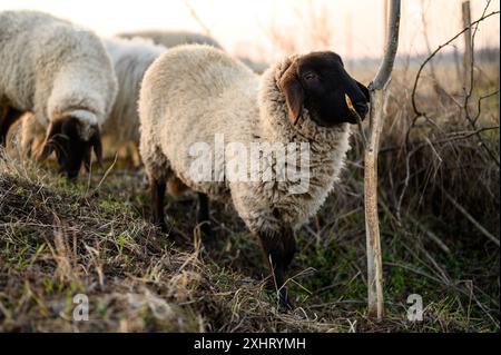 Englisch Suffolk Schafe weiden auf einem Feld und in einem Wald während Sonnenuntergang Stockfoto