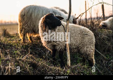 Englisch Suffolk Schafe weiden auf einem Feld und in einem Wald während Sonnenuntergang Stockfoto