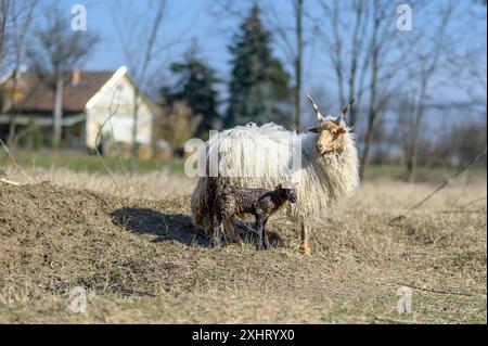 Die ungarische Racka Mutter Schaf mit ihrem Lamm auf einem Feld Stockfoto