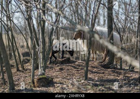 Die ungarische Racka Mutter Schaf mit ihrem Lamm auf einem Feld Stockfoto