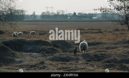 Die ungarische Racka Mutter Schaf mit ihrem Lamm auf einem Feld Stockfoto